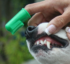 How To Brush My Dog's Teeth | DIY Dog Grooming