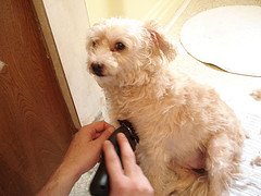 How To Use Your Dog Clippers