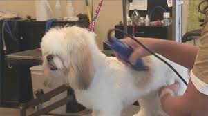 shaving a dog with clippers