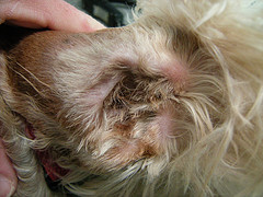 cleaning dogs ears image 3