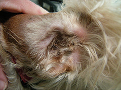 Plucking Dog Ear Hair DIY Dog Grooming