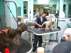 grooming stations