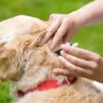 Dog Flea Treatment